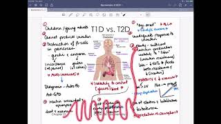 Integrative Metabolism   T1D T2D metformin AMPK