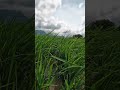 Kanyakumari nature | life of hari