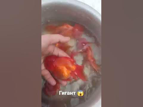 #fish #золота #рыба - YouTube