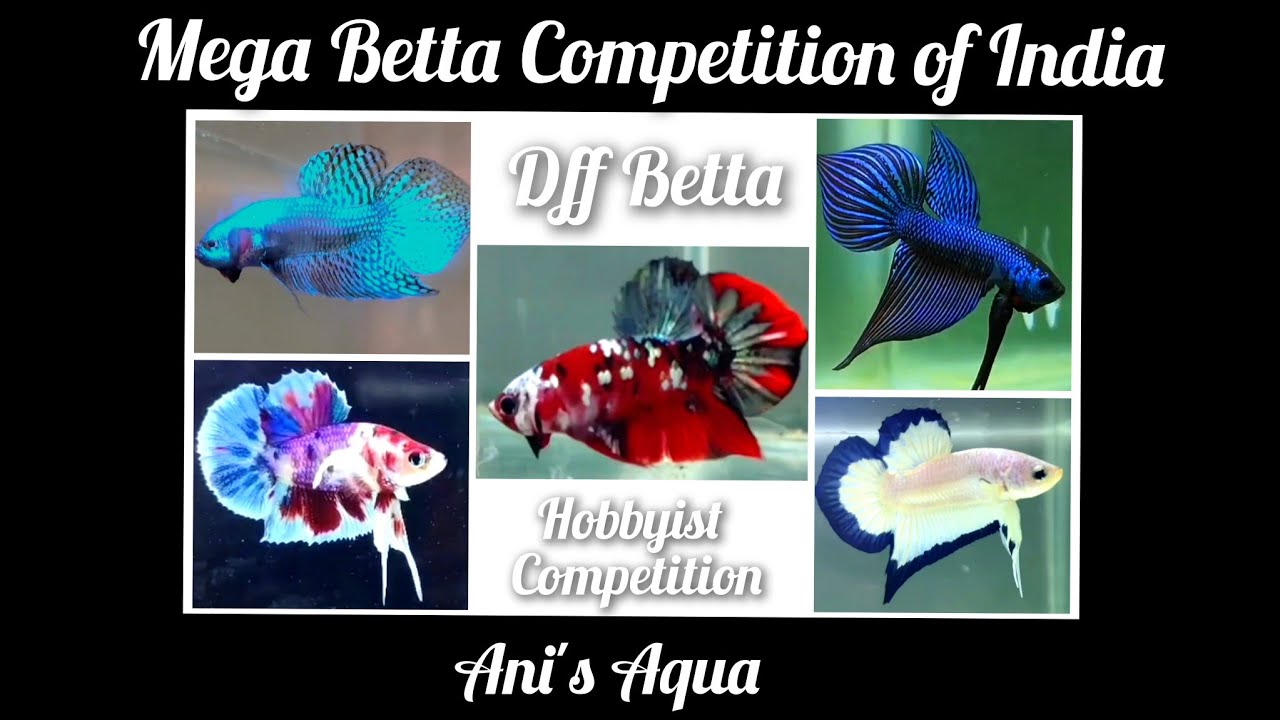 MEGA BETTA COMPETITION OF INDIA -DFF BETTA HOBBYIST COMPETITION - YouTube