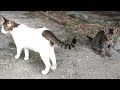 「また捨てられるの？」保護してから初のお外！また捨てられると思って怯える子猫