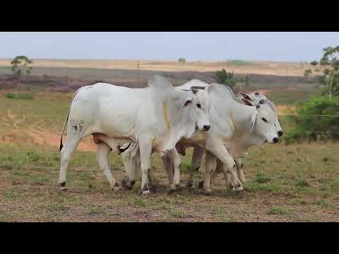 2º Leilão Pecuária do Futuro - Lote 24