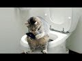 Kucing Lucu 😻5 Menit Video Tingkah Lucu Kucing Bikin Ketawa Ngakak #18