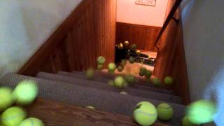 100 Tennis Balls  (A Border Collie in Heaven)