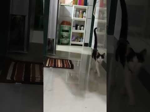 Guess Ytshorts Viral