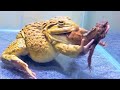 Asian Bullfrog With Big Tree Lizard And Mouse! Asian Bullfrog Live Feeding