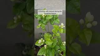 How to Get More Flowers on Jasmine Plant | Boost Bloom Fast! 🌸 #gardening #gardeningtips #flowers