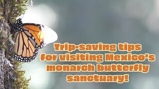 Tips for your time at the monarch butterfly sanctuary in Mexico! by Science Up with the Singing Zoologist 2,382 views 2 years ago 7 minutes, 38 seconds