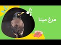 مرغ مینا سخنگو و محبوب انسانهاست مرغ مینا پرنده ای اجتماعی و پر جنب و جوش است Myna Bird مرغ مینا سخنگو و محبوب انسانهاست مرغ مینا پرنده ای اجتماعی و پر جنب و جوش است Myna Bird