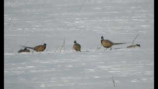 Фазан 2023 / Pheasant Hunting