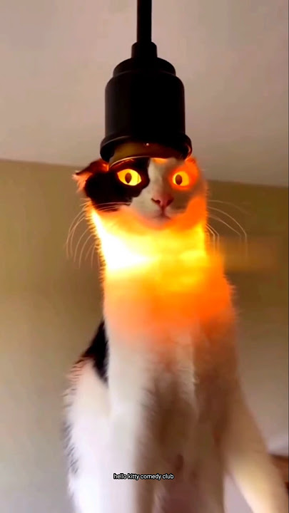 Bulb kaha gaya kitty 🤣 #funny #trending #cat