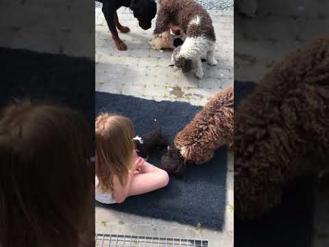 Video: Sussex Spaniel