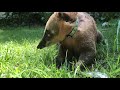 (8/20/2020) Coati playing with his hose