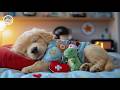 12 Hours of Dog Healing Music 🐩 Dog Calming Music 🎧 Healing Pet Sounds for Calm and Peace