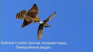 Тетеревятник атакуют голубя несколько минут!!!Замедленное видео.Goshawk V.S. Pigeon.