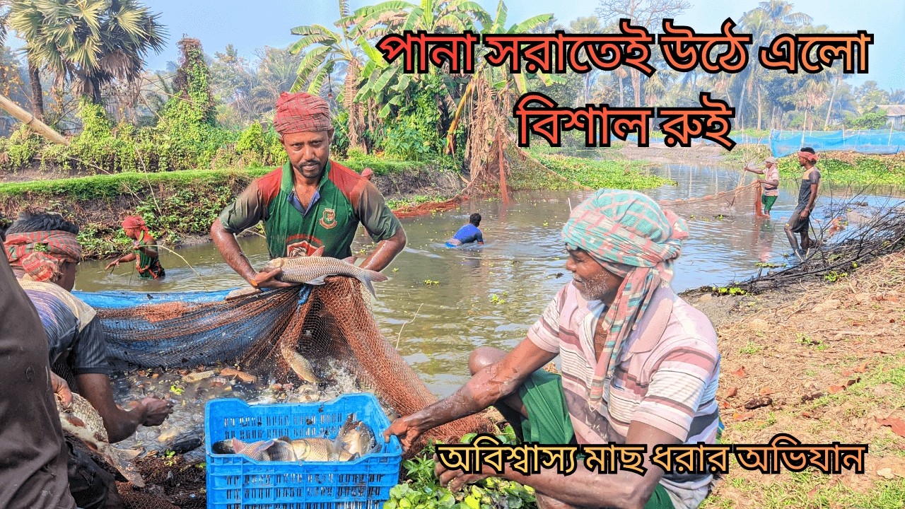 বদ্ধ খালের কচুরিপানার নিচে এত বড় মাছ! বিশাল রুই-কাতলা ধরার অভাবনীয় দৃশ্য
