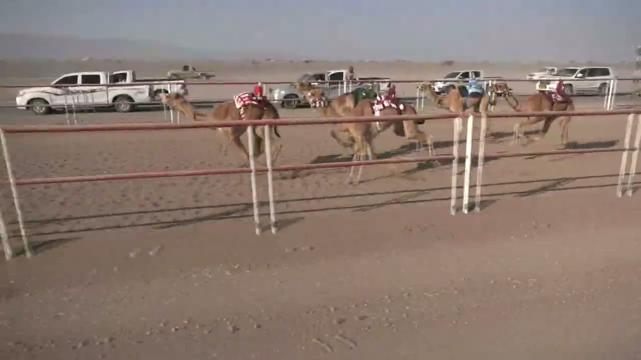 ش11 شاهين عبد المنعم بن سالم الجنيبي