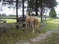 Amazing video of mare interacting with stallions for the first time!