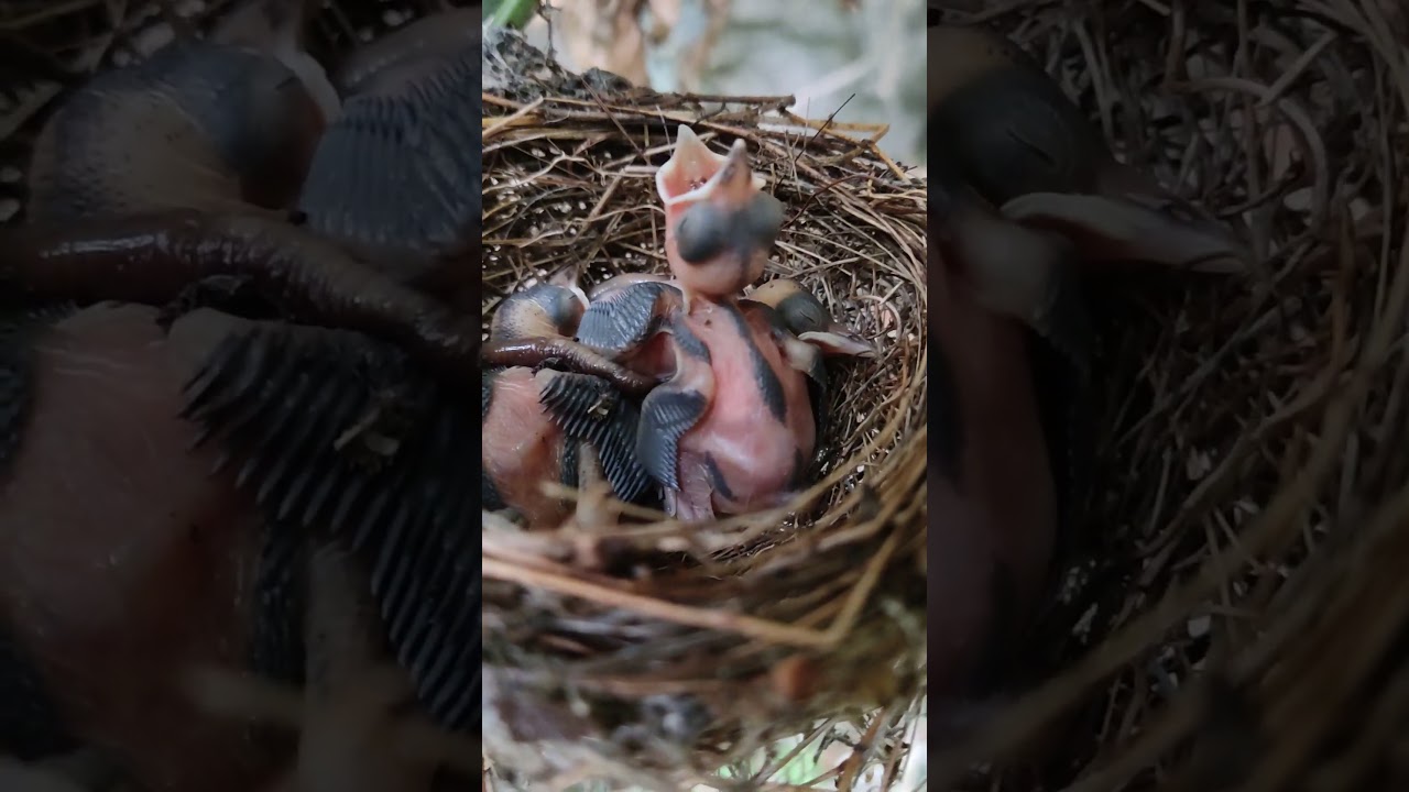 Silent Birds.  Original video. They do not make any sounds couse predators. No harm was done to them