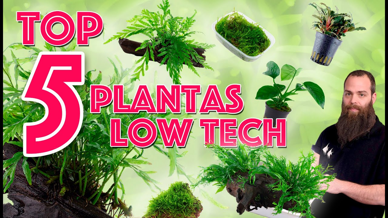Top 5 plantas para acuarios low tech - guía completa para tener éxito en el acuario.