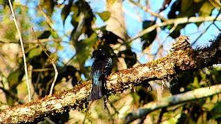 Download Lagu Drongo-cuckoo Asian J 017 == MP3 Download Lagu Drongo-cuckoo Asian J 017 == MP3