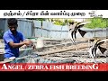 ஏஞ்சல் /சிப்ரா வகை மீன் | Angel /Zebra Fish Breeding | OorNaattan