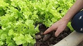 Fresh deli hydroponics ควบคุมคุณภาพน้ำ PARD LINE ID 0853265564