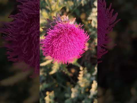 Steppe flowers in my village.  A lot of different flowers grow in the steppe.