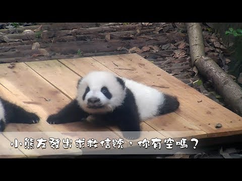 《熊貓早晚安》小熊友發出求救信號，你有空嗎？| iPanda
