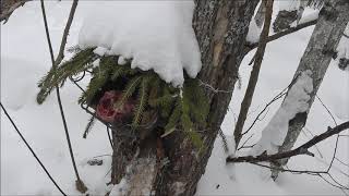 È âíîâü ïðîâåðêà êàïêàíîâ видео: È âíîâü ïðîâåðêà êàïêàíîâ