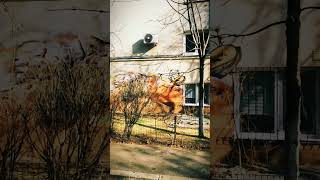 Another Meur Piece, A Smaller Piece Close By.iancu De Hunedoara 25, 09.02.2025