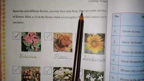 Standard IV /Environment /Looking Around/NCERT /Chapter-11/In the Orchard /Part-1