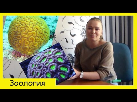 Тип Кишечнополостные| Коралловые полипы.