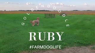 Ruby Tuesday | Goldendoodle Farm Dog Life - 2 years old
