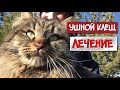 Лечение ушного клеща у кошек // Ложный диагноз