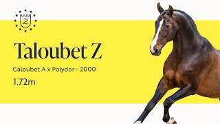 Taloubet Z - Stallion Presentation 2024