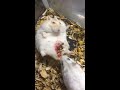 Hamster pariendo