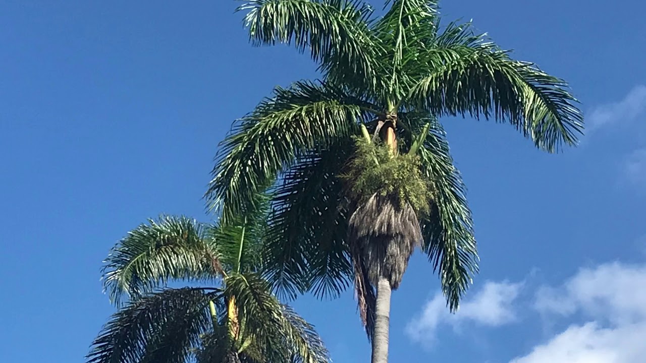 lola tours in jamaica