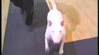 The Bull Terrier Club  Trophy Show 1999