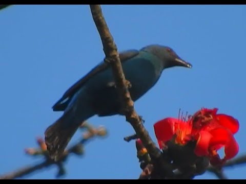 Asian Fairy Bluebird (Male) - 2 