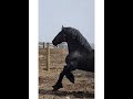 Pine row allstarr phaoa registered percheron stallion  percheron stallions