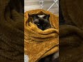 毛布にくるまるオペラ Shorts Cat 猫