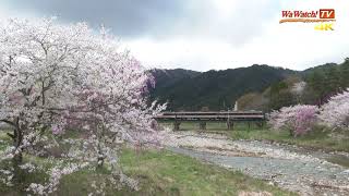 [4K60p] キハ85系特急ひだ12号 桜のある風景