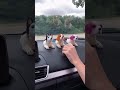 Video Image