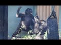 やんちゃな子ゴリラの激しい妨害で、ゆっくり食事も出来ない母ゲンキ⭐️Gorilla【京都市動物園】Kintaro disturbs his family&#39;s meals and sleep