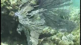 My gay suba diving video.