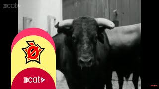 NODO - Els toros - Polònia