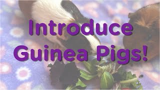 How to Introduce Guinea Pigs! Cute Piggies Bonding by Rebecca's Pet Care 160 views 1 year ago 3 minutes, 30 seconds