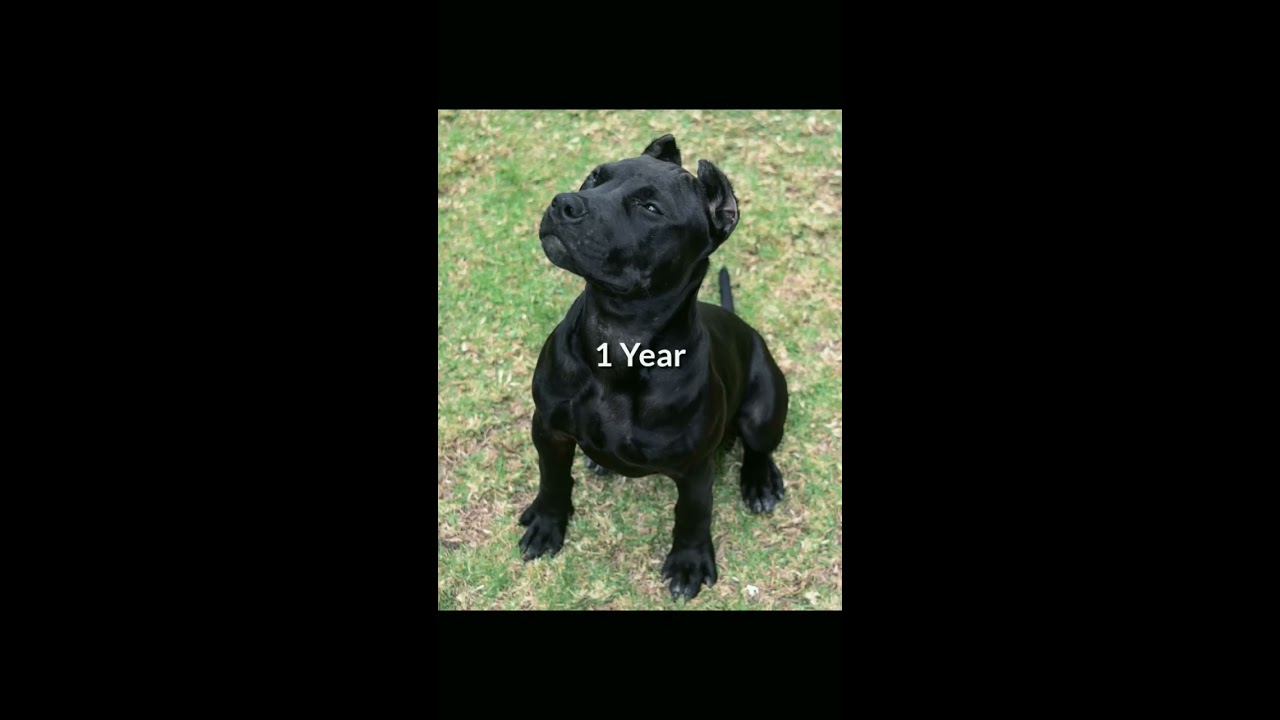 Babby Pitbull To Big Dog Short Video 