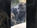 Baby Gorilla SANTARO playing in his mother GENKI’s arms 🦍